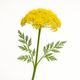 Galbanum