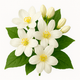 Pétales de Jasmin