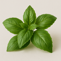 Basilic.