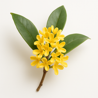 Osmanthus