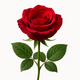 Pétales de Rose