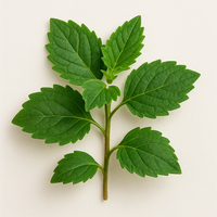Patchouli