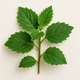 Patchouli