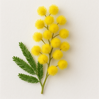 Mimosa