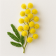 Mimosa