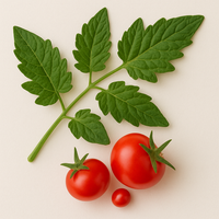 Tomate