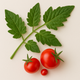 Tomate