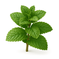 Menthe