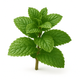 Menthe