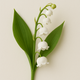 Muguet