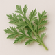 Artemisia