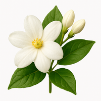 Jasmin