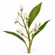 Fleurs de Cardamome 