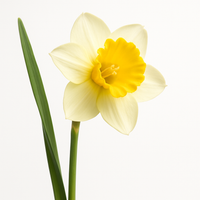 Narcisse
