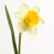 Narcisse