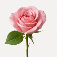 Rose bulgare