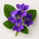 Violette