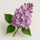 Lilas