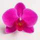 Orchidée