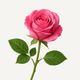 Rose turque