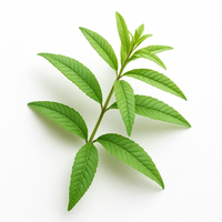 Verveine